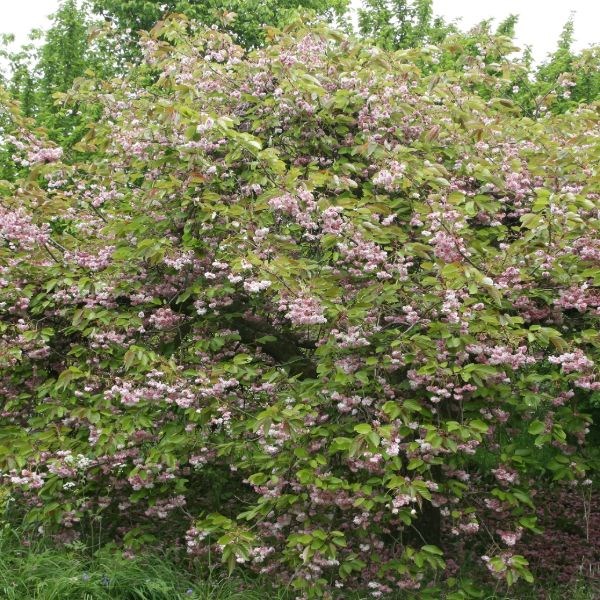 <i>Prunus</i> 'Kofugen'