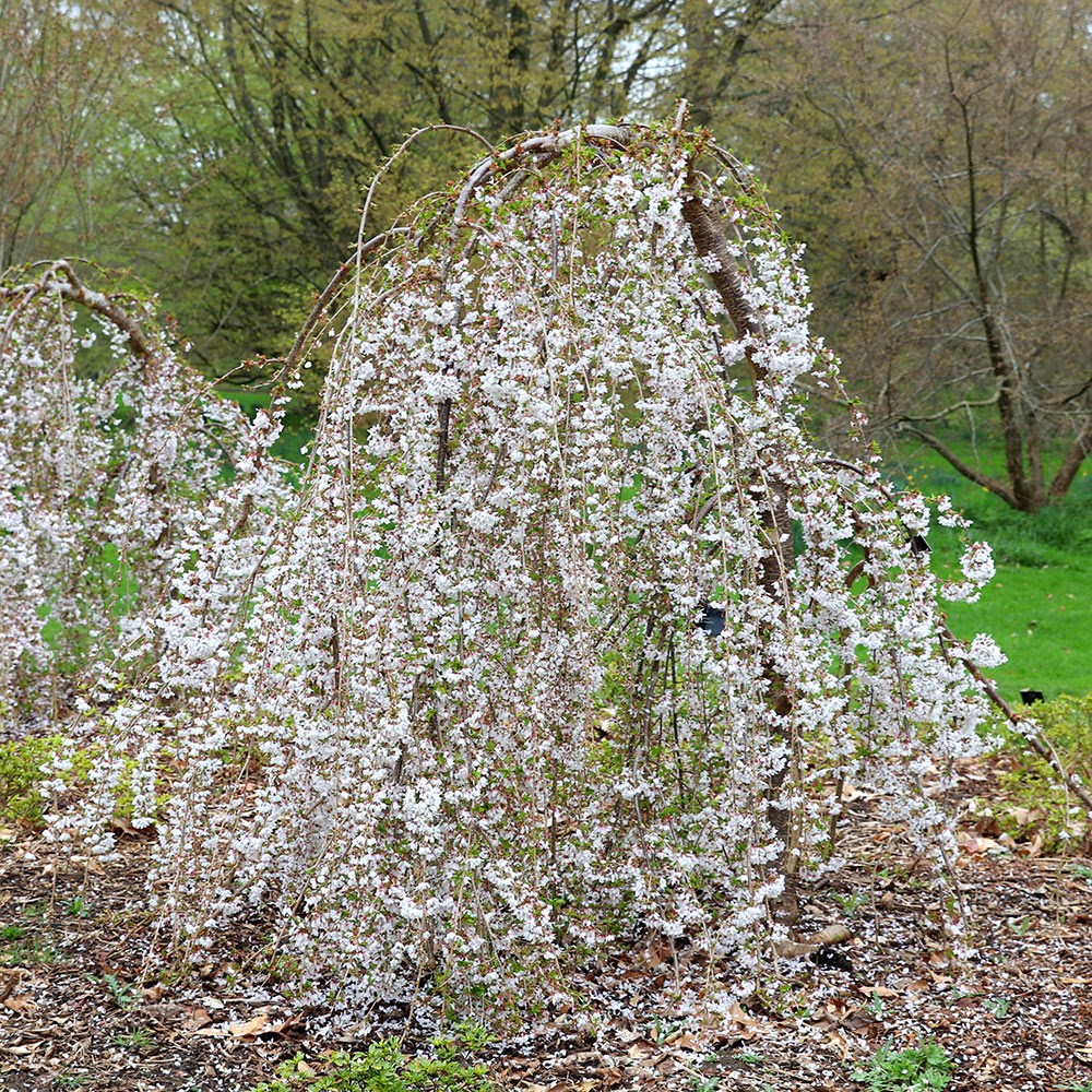 <I>Prunus</i> 'Snow Showers'