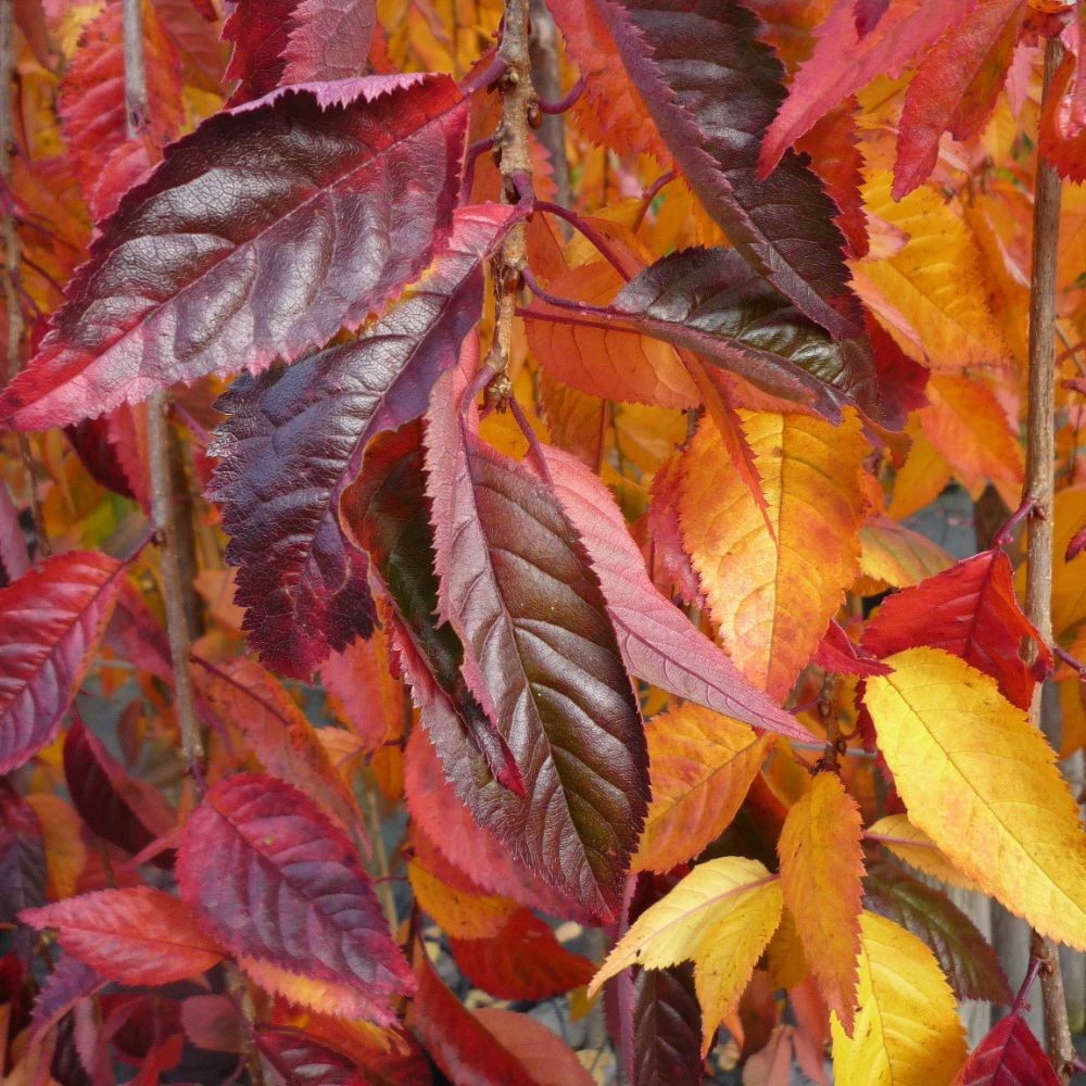<I>Prunus</i> 'Snow Showers'