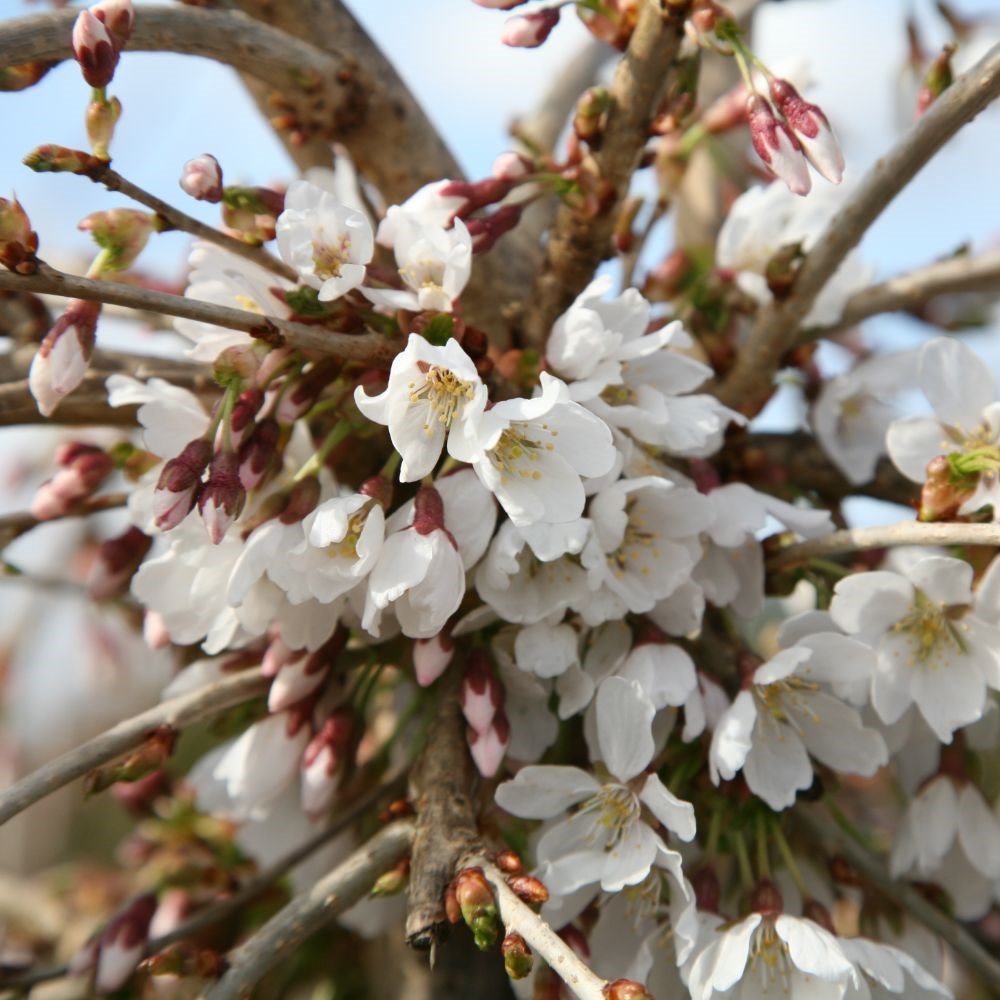 <I>Prunus</i> 'Snow Showers'