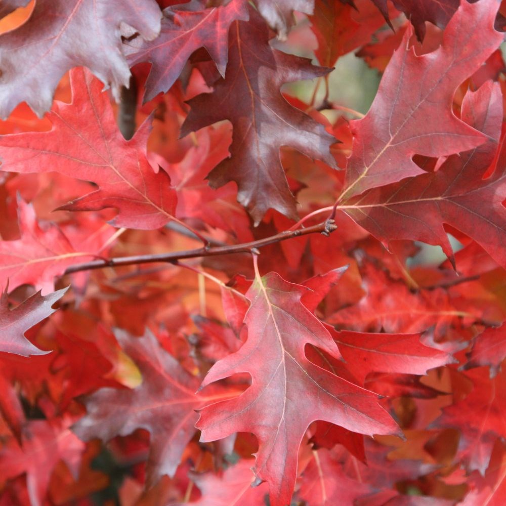 <i>Quercus rubra</i> 