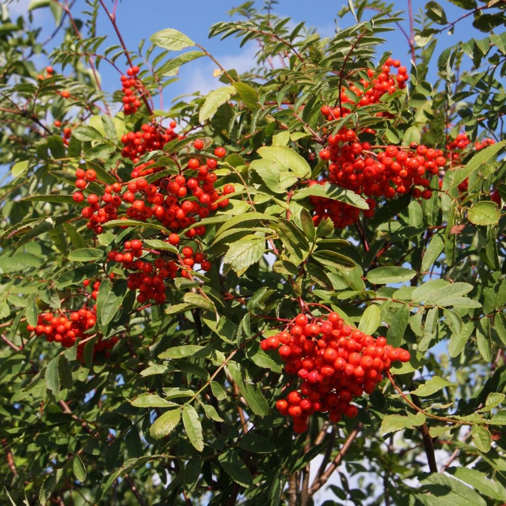 <i>Sorbus aucuparia</i> 