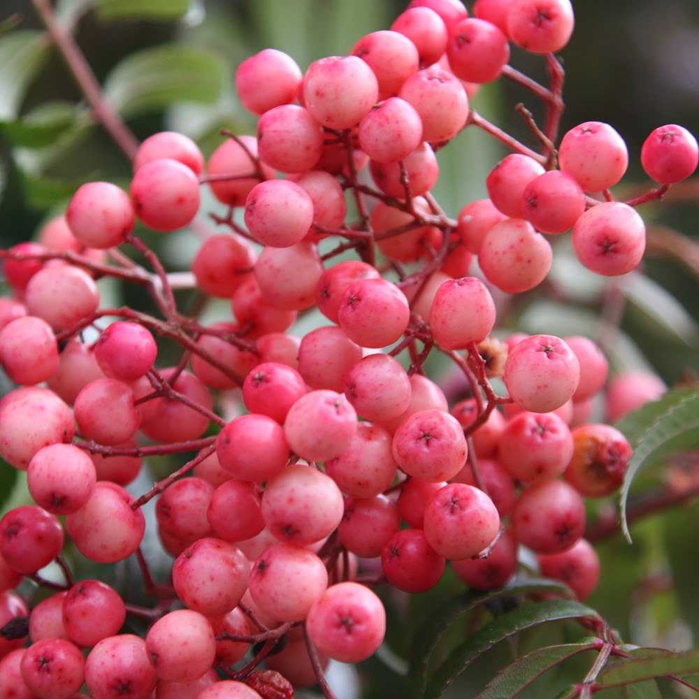 <i>Sorbus</i> 'Eastern Promise'