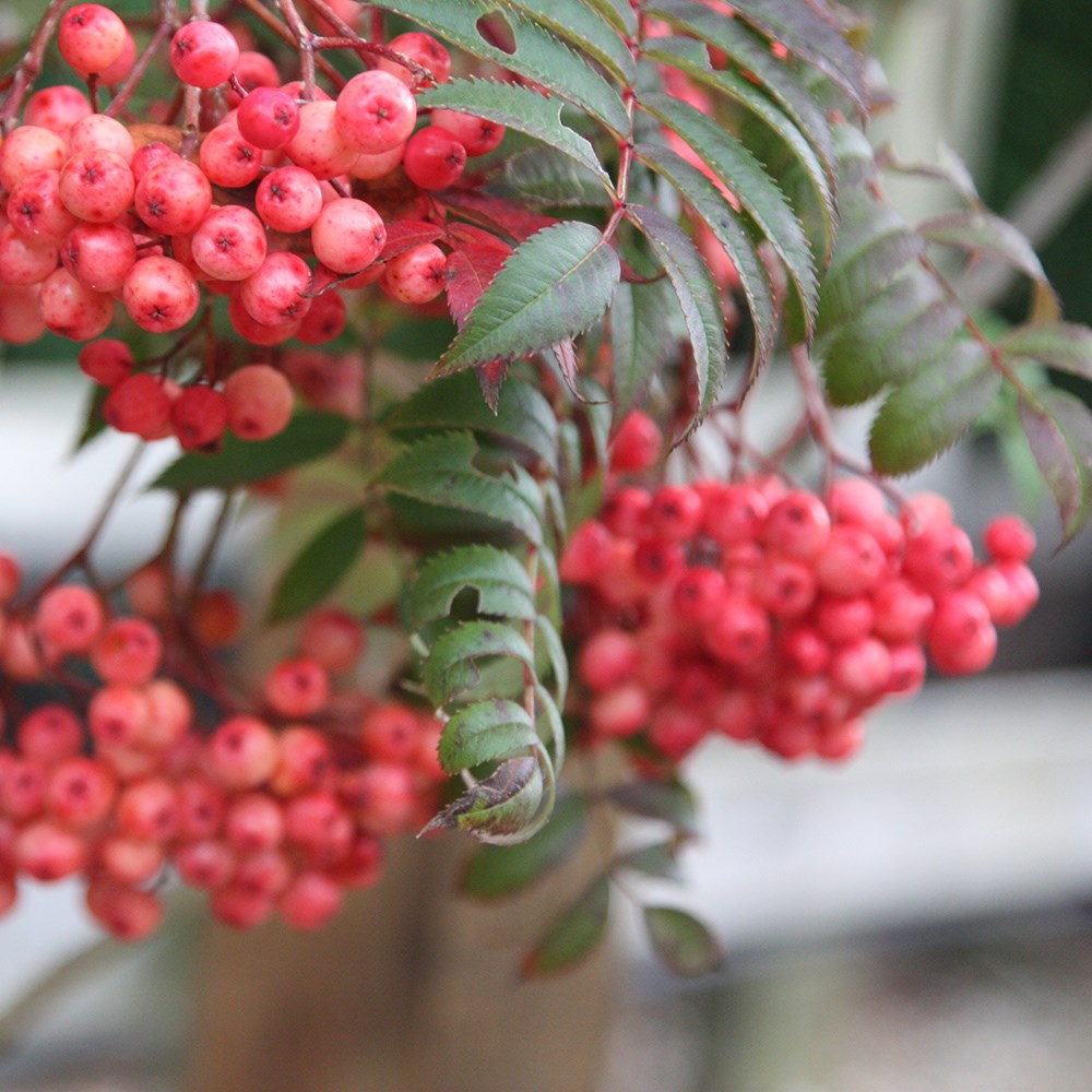<i>Sorbus</i> 'Eastern Promise'
