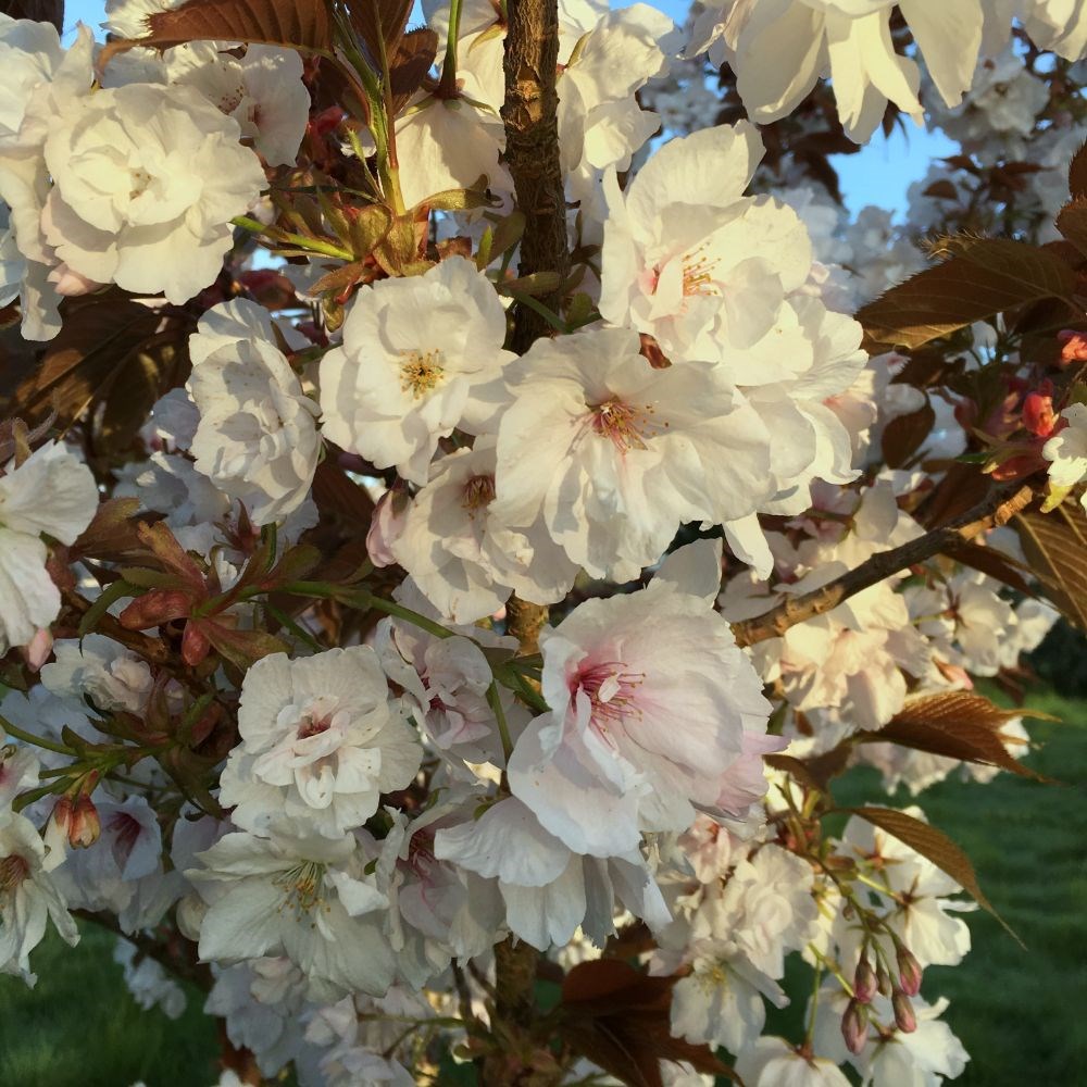 <i>Prunus</i> 'Shizuka'