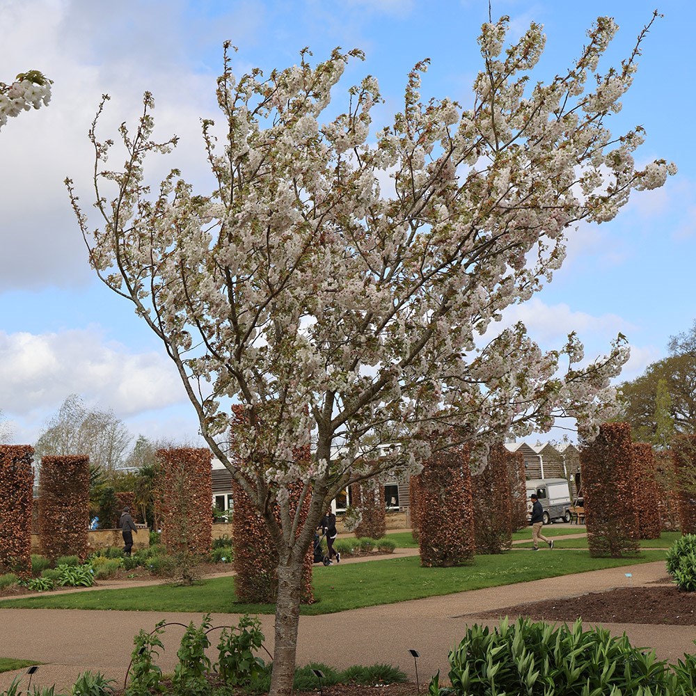 <i>Prunus</i> 'Shizuka'