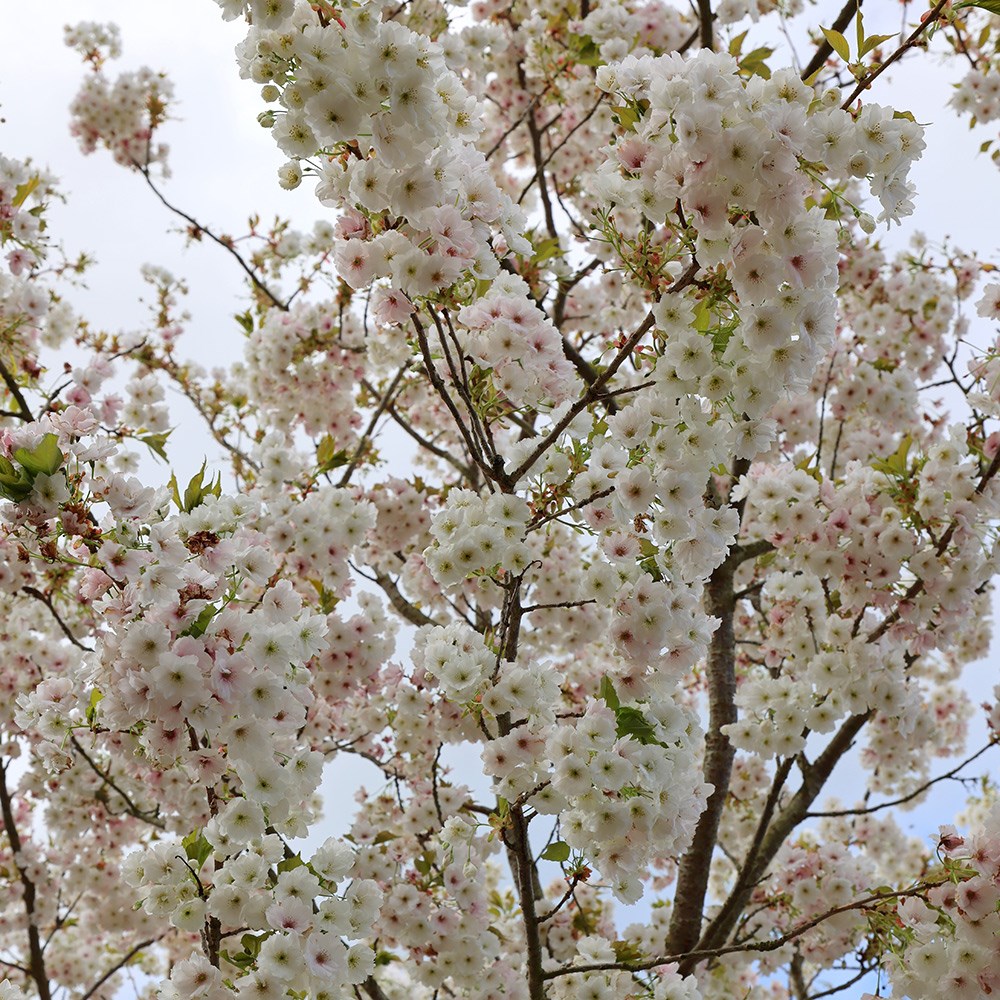 <i>Prunus</i> 'Shizuka'