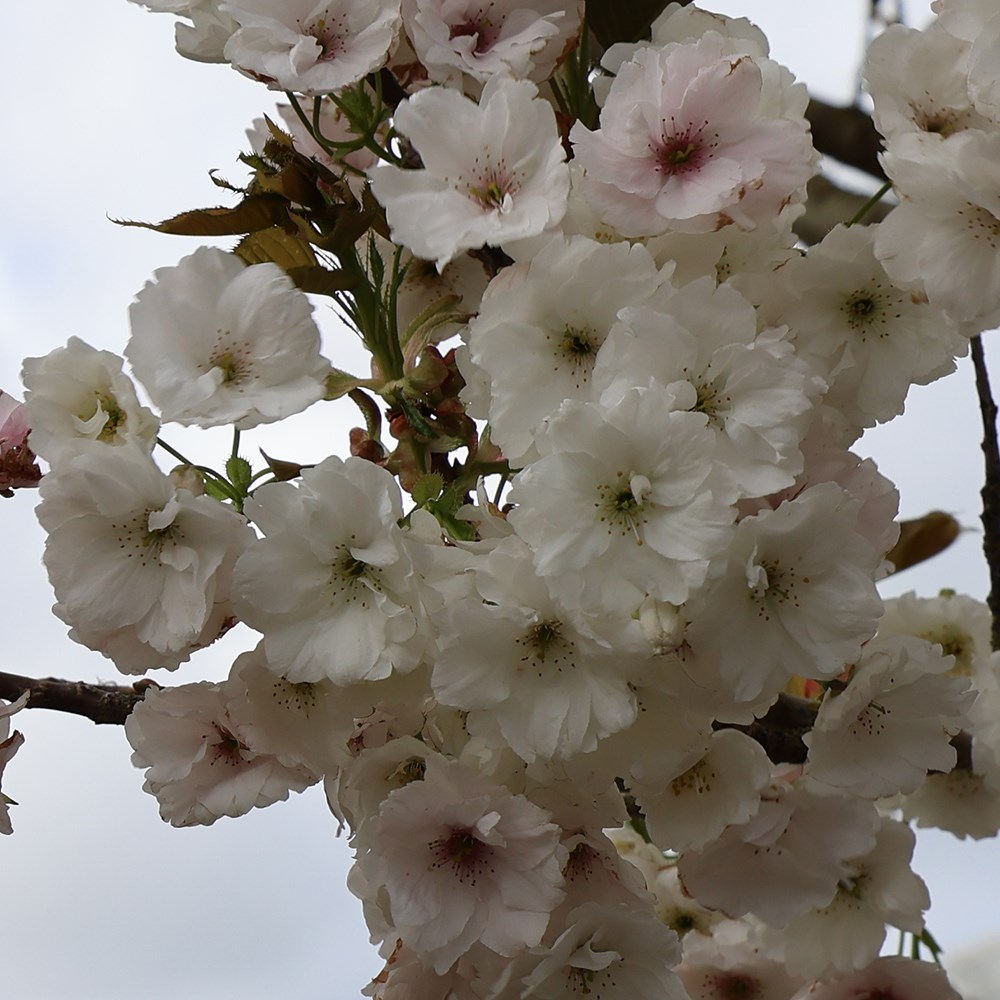 <i>Prunus</i> 'Shizuka'