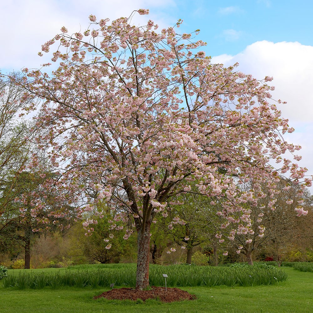 <i>Prunus</i> 'Ichiyo'