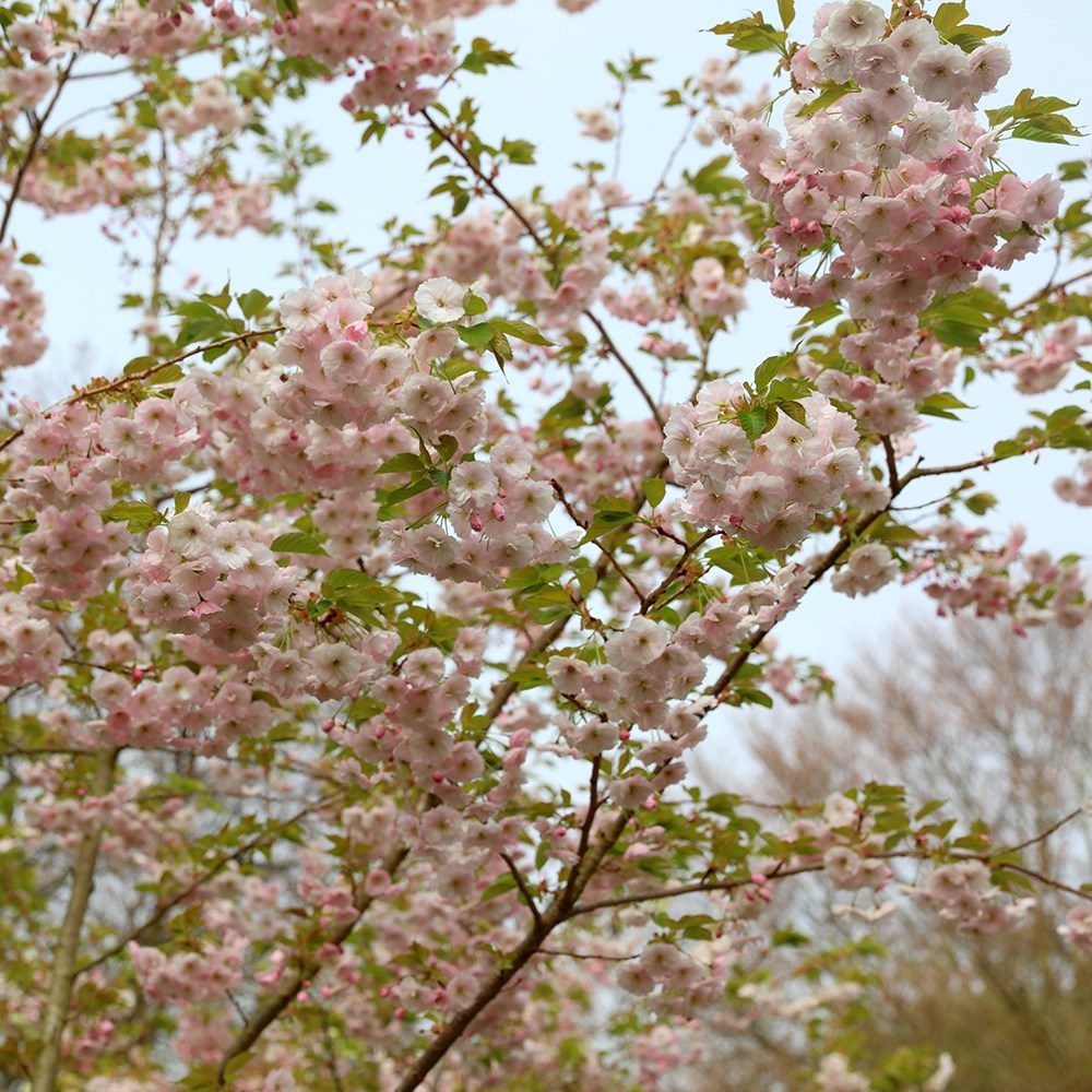 <i>Prunus</i> 'Ichiyo'