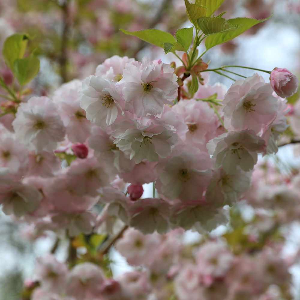 <i>Prunus</i> 'Ichiyo'