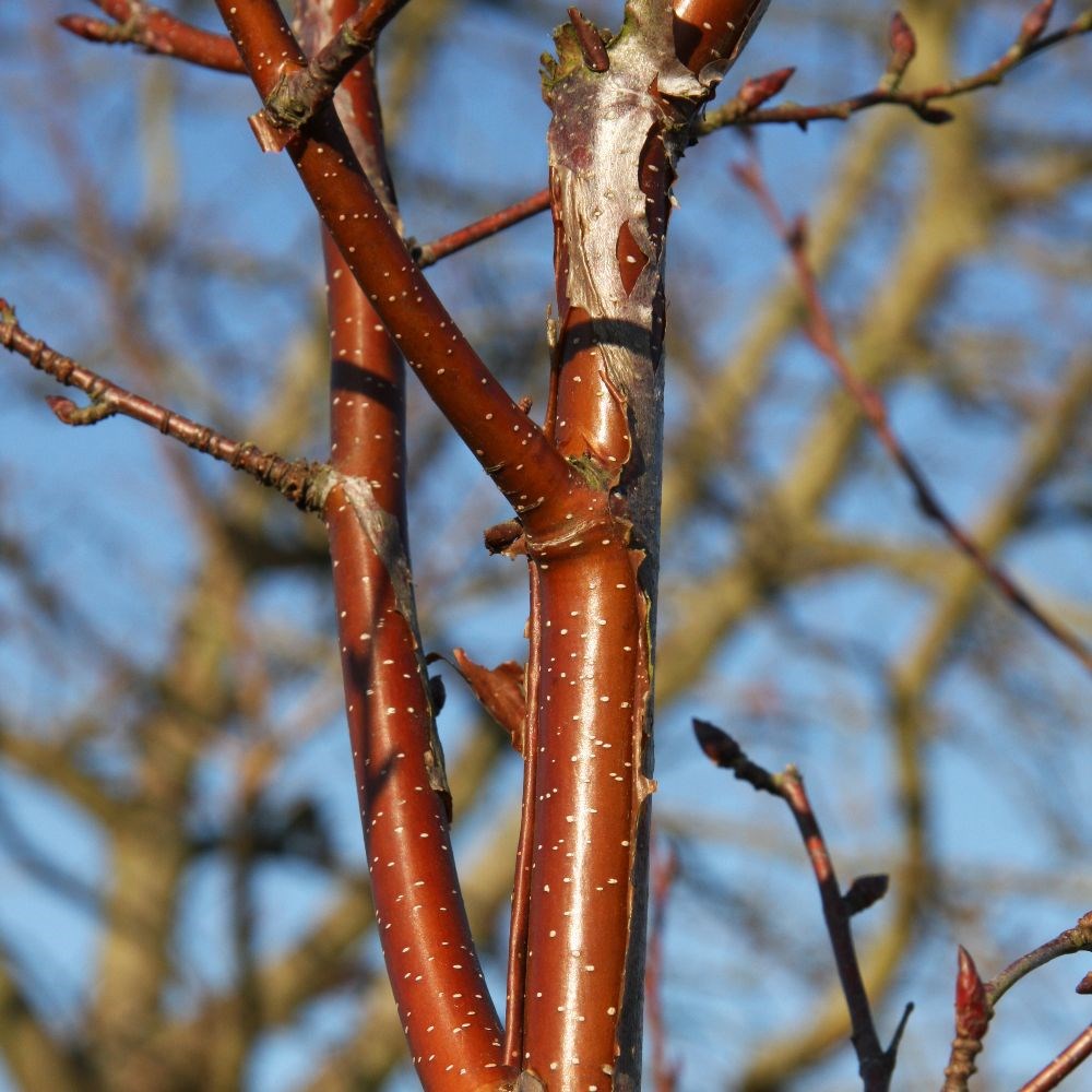 <i>Betula</i> 'Fascination'