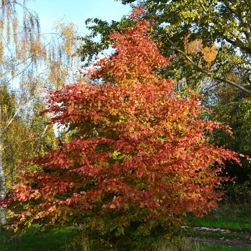 <i>Carpinus betulus</i> <b class=small-caps>Rockhampton Red</b> ('Lochglow') (PBR)