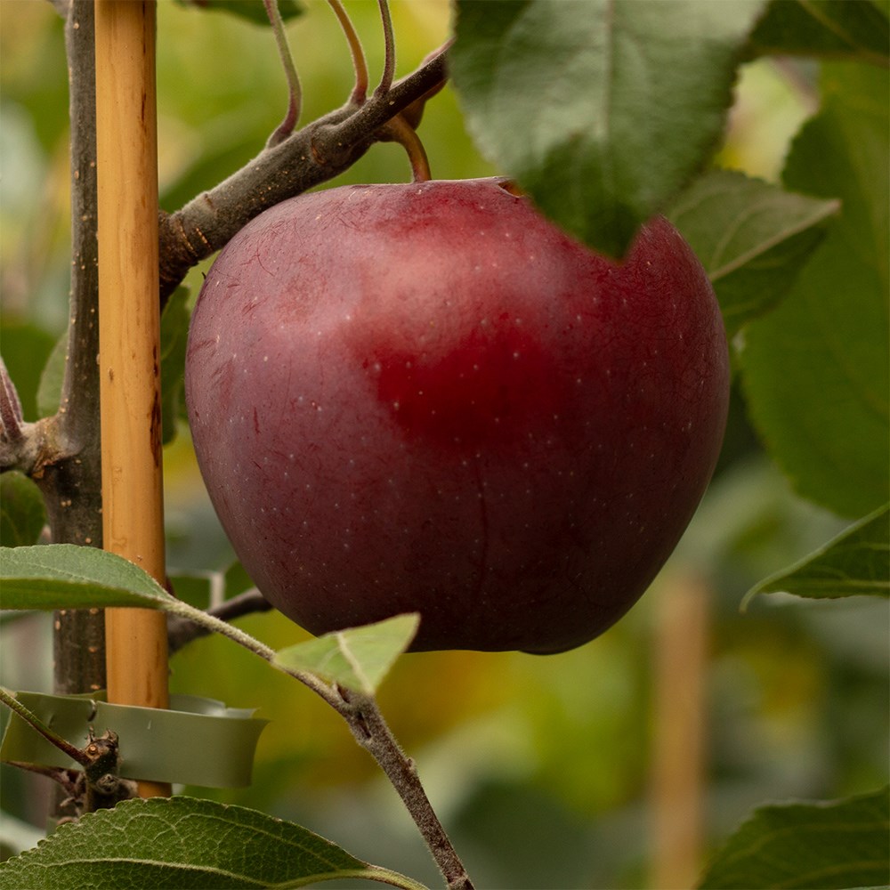 apple 'Katja'