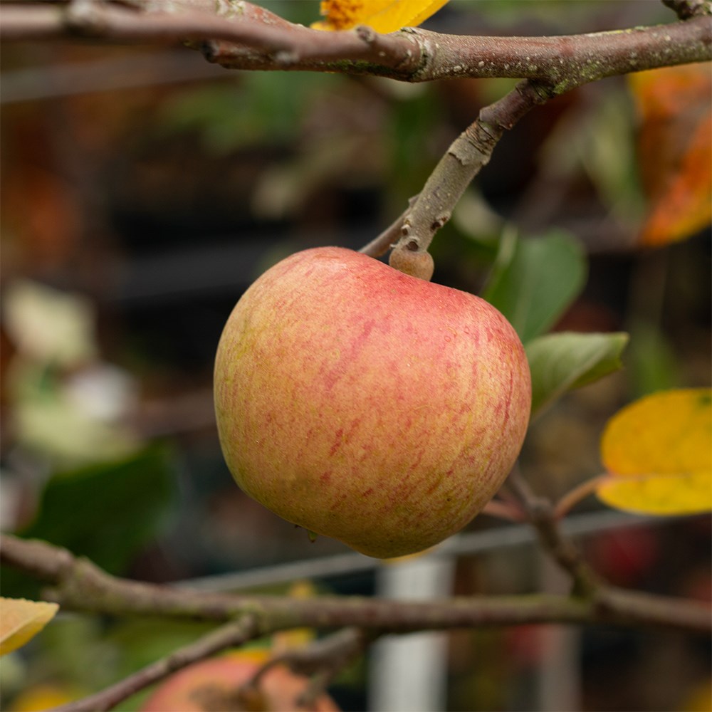 apple 'Laxton's Superb'