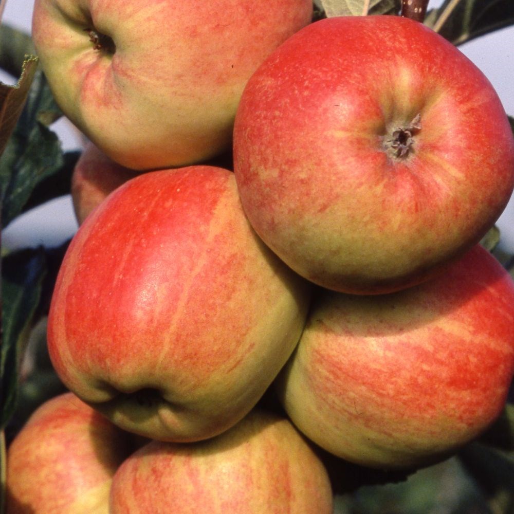 apple 'Winter Gem'