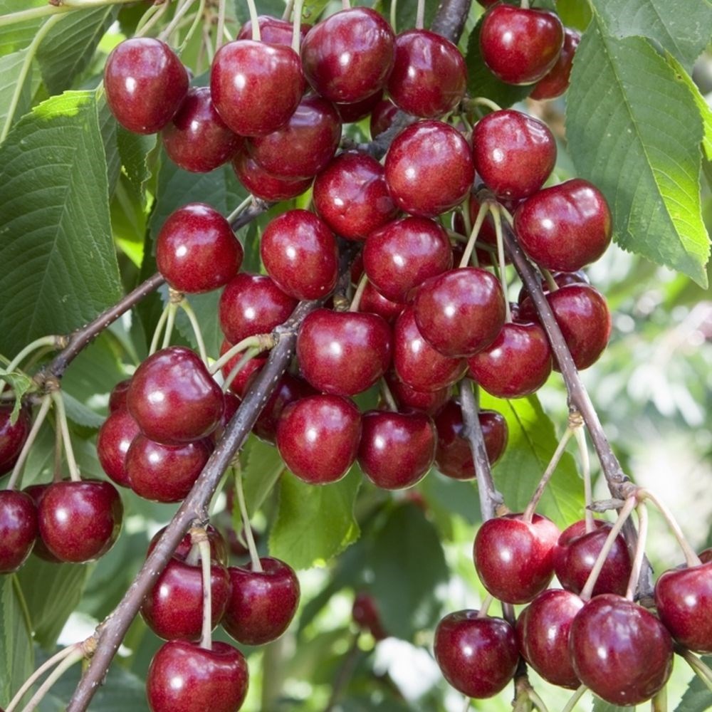 cherry 'Penny'