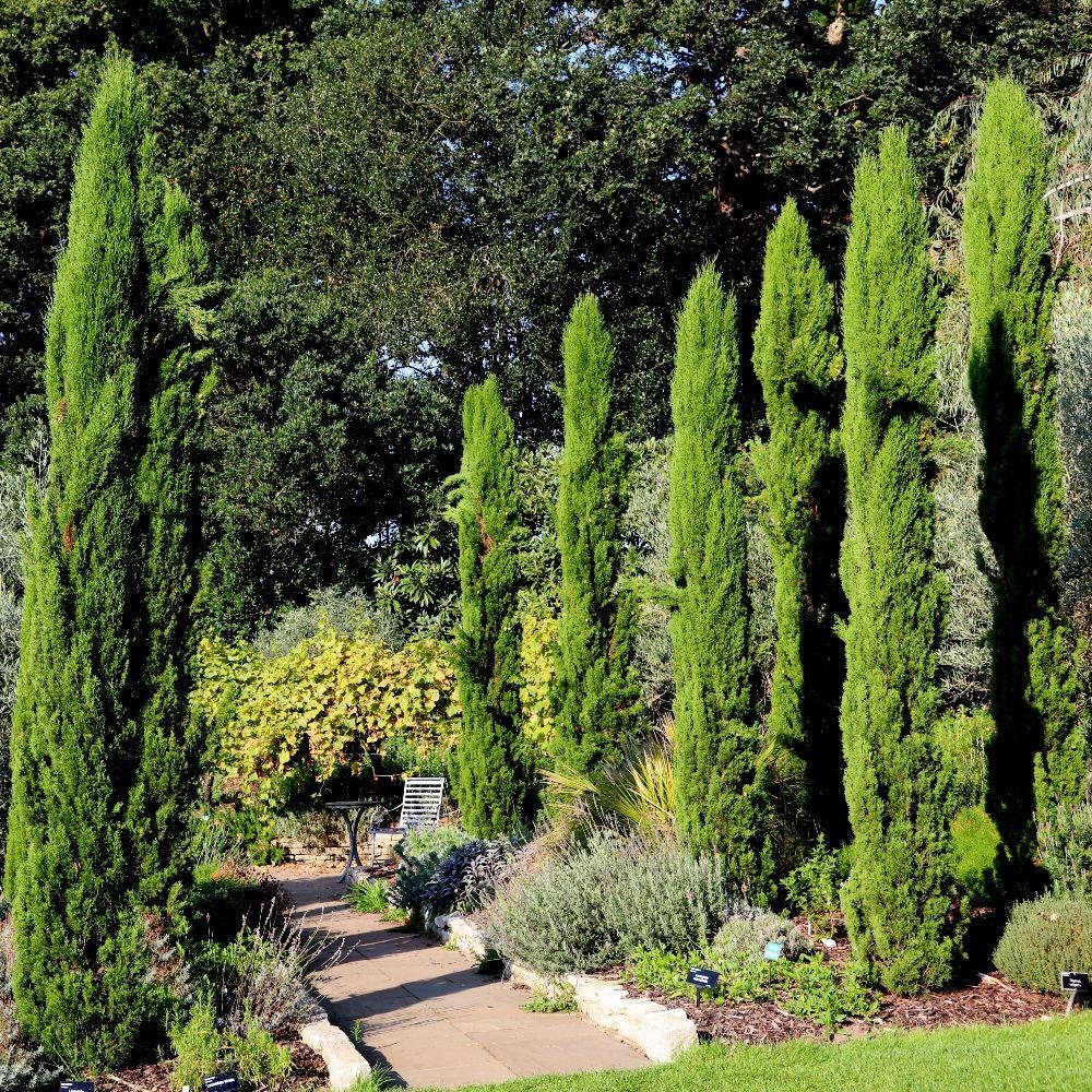 <i>Cupressus sempervirens</i> 
