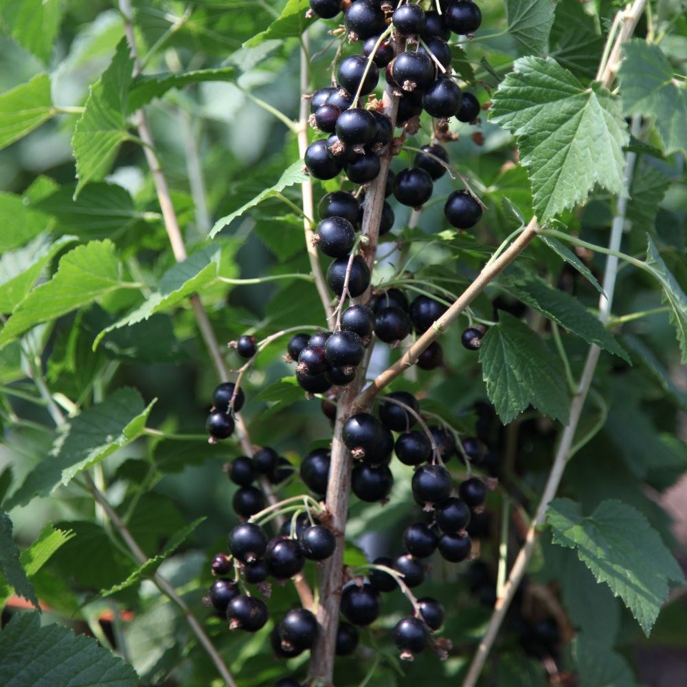 blackcurrant 'Big Ben' (PBR)