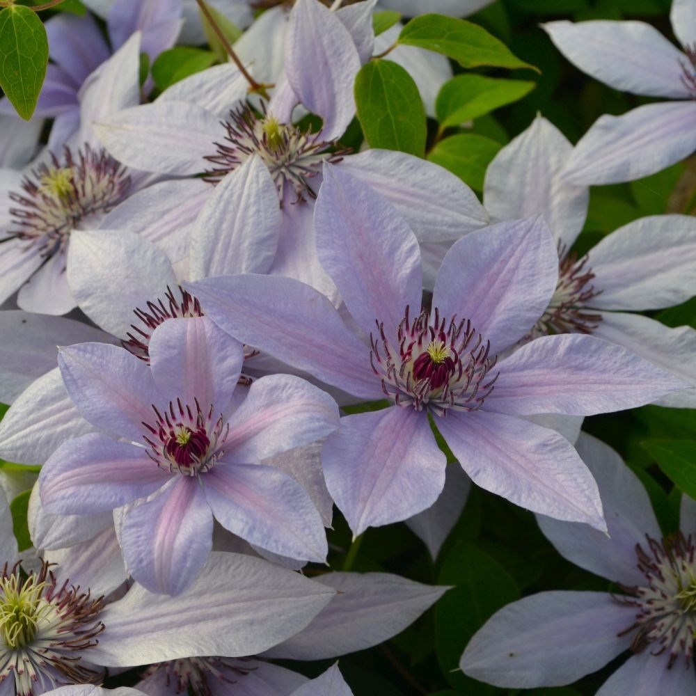 <i>Clematis</i> Bernadine</b> ('Evipo061') (PBR) (Boulevard Series)