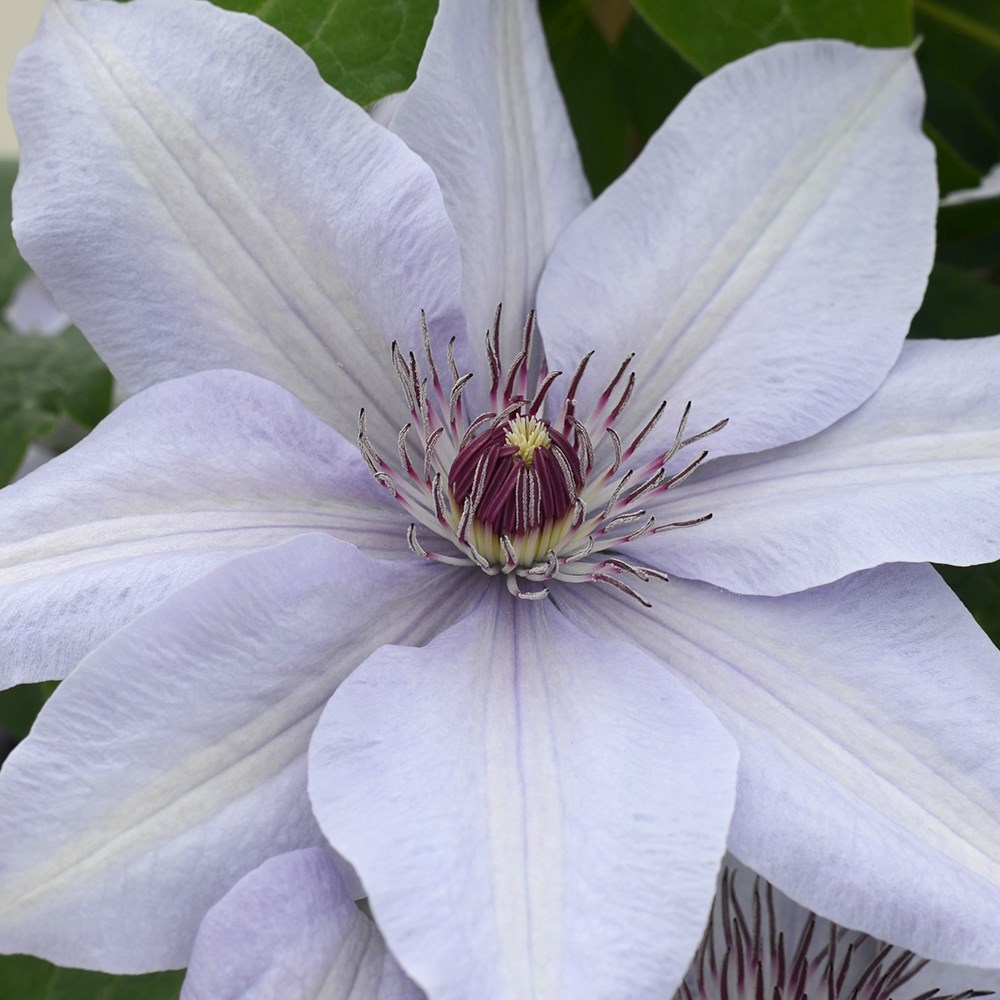 <i>Clematis</i> Bernadine</b> ('Evipo061') (PBR) (Boulevard Series)