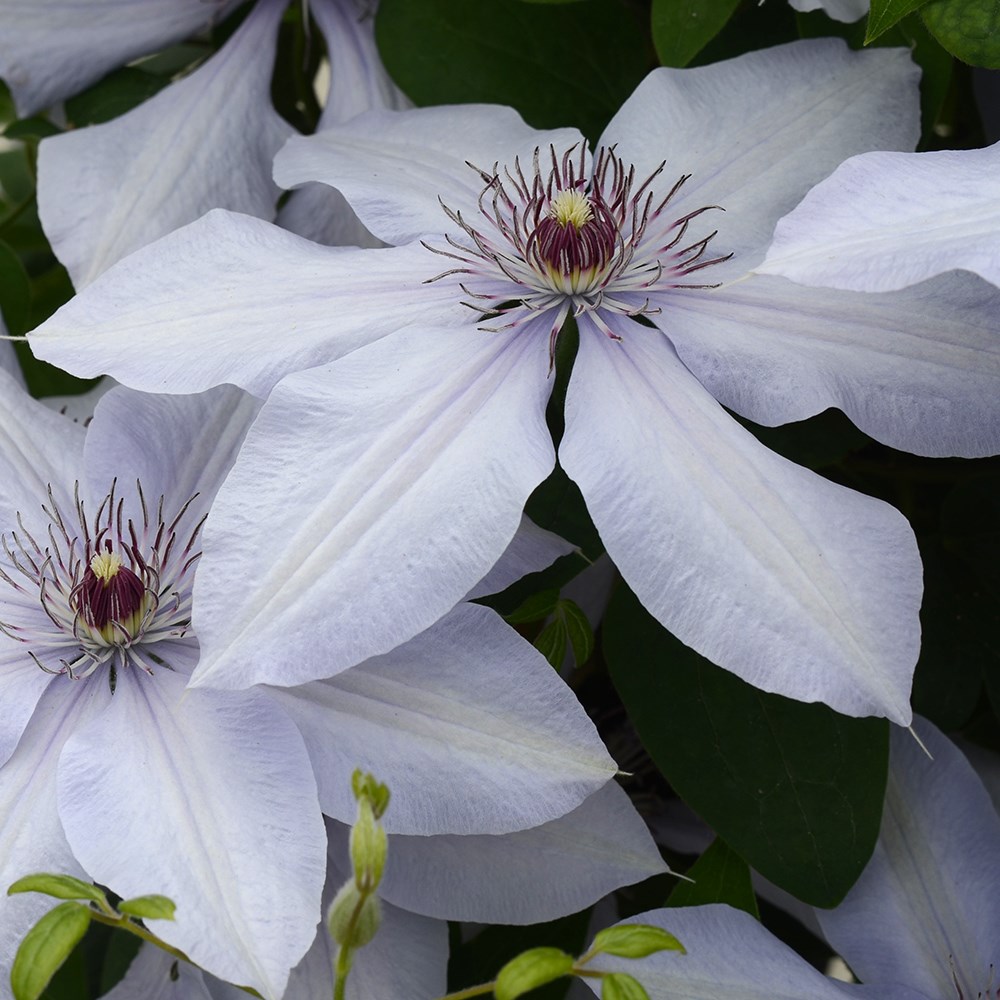 <i>Clematis</i> Bernadine</b> ('Evipo061') (PBR) (Boulevard Series)