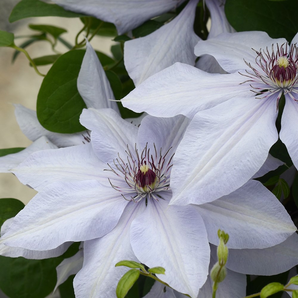 <i>Clematis</i> Bernadine</b> ('Evipo061') (PBR) (Boulevard Series)
