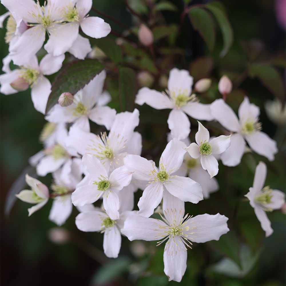 <i>Clematis montana</i> var. <i>wilsonii</i>