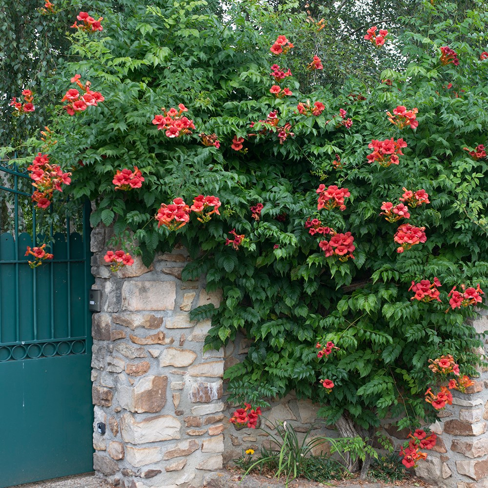 <i>Campsis</i> × <i>tagliabueana</i> 'Madame Galen'