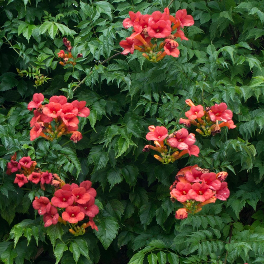 <i>Campsis</i> × <i>tagliabueana</i> 'Madame Galen'
