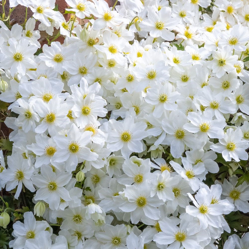 <I>Clematis</i> × <i>cartmanii</i> 'Avalanche' (PBR)