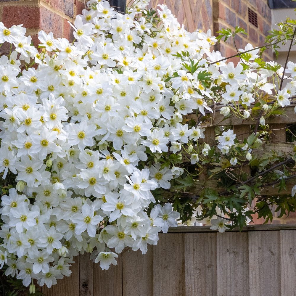 <I>Clematis</i> × <i>cartmanii</i> 'Avalanche' (PBR)