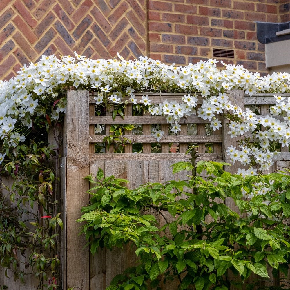 <I>Clematis</i> × <i>cartmanii</i> 'Avalanche' (PBR)