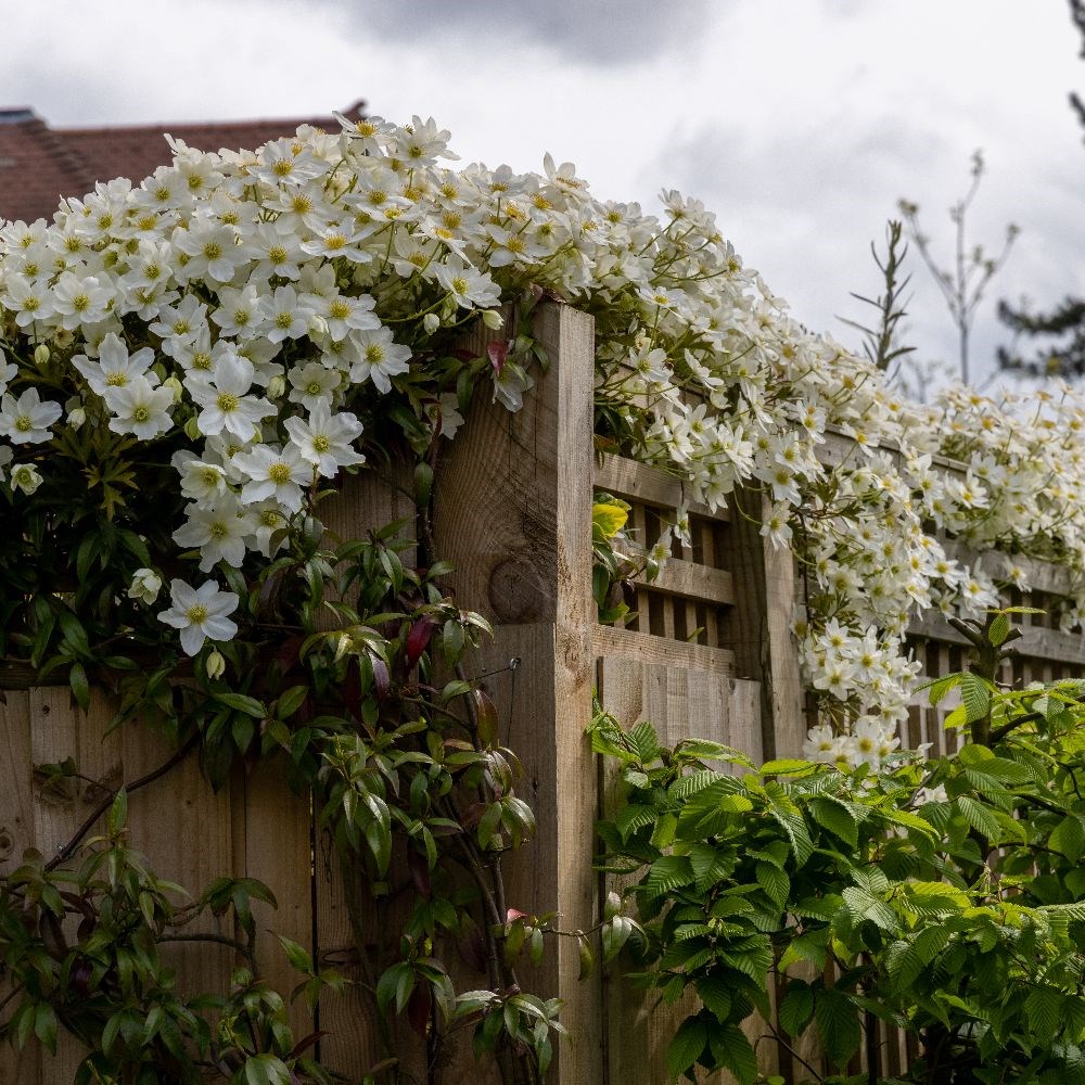 <I>Clematis</i> × <i>cartmanii</i> 'Avalanche' (PBR)