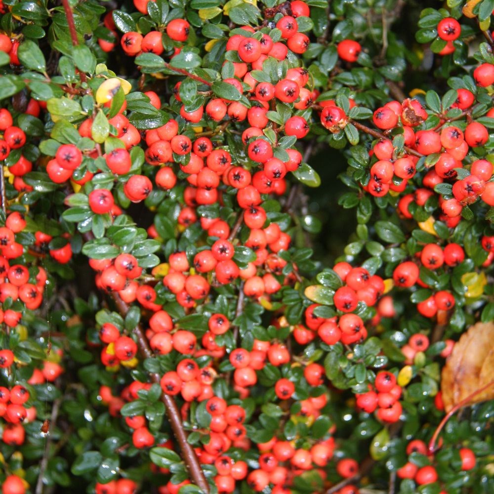 <i>Cotoneaster</i> × <i>suecicus</i> 'Coral Beauty'