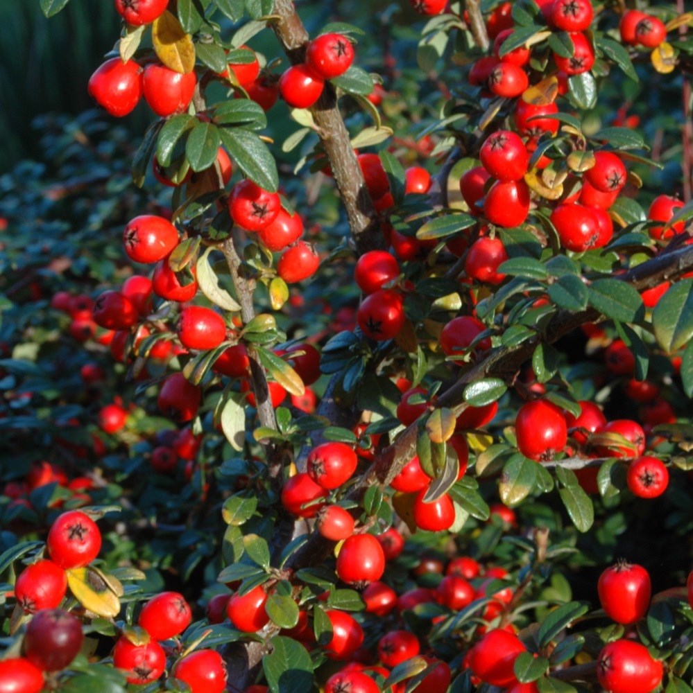 <i>Cotoneaster</i> × <i>suecicus</i> 'Coral Beauty'
