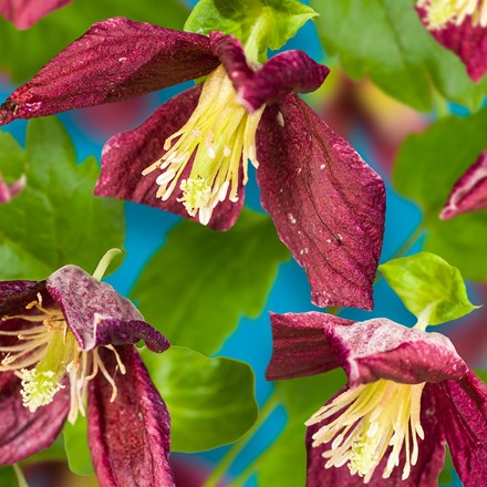 Clematis cirrhosa var. purpurascens Lansdowne Gem