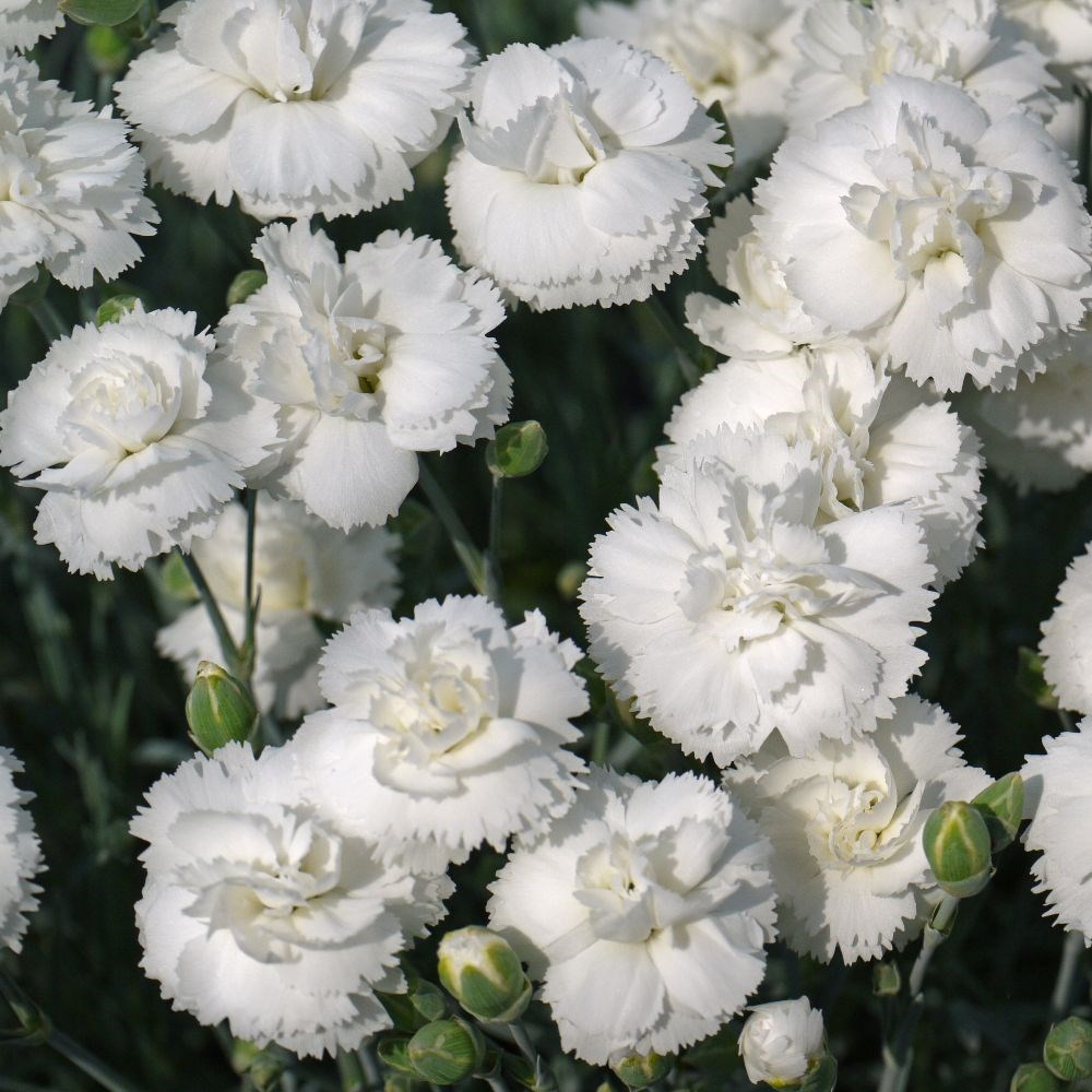 <I>Dianthus</i> <b class=small-caps>Arctic Star</b> ('Devon Arctic Star') (PBR) (Early Bird Series)