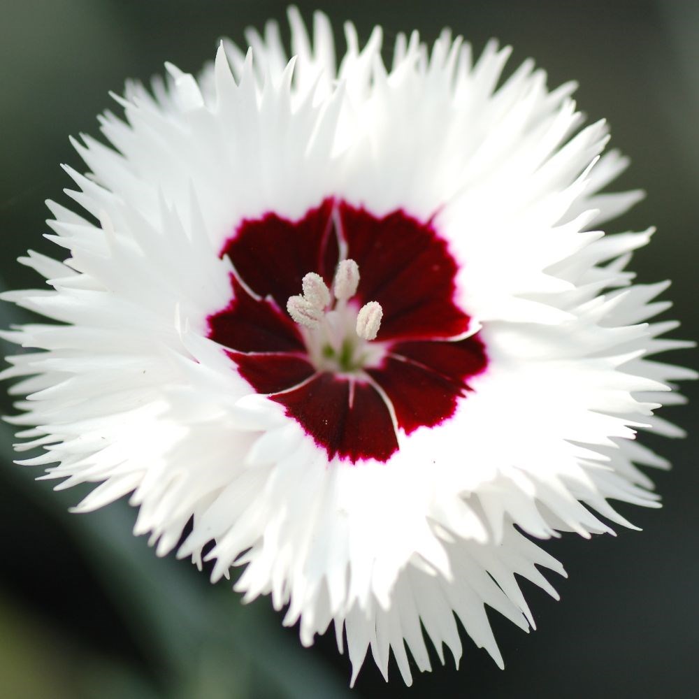 <i>Dianthus</i> <b class=small-caps>Stargazer</b> ('WP13 GIL05') (PBR) (Whetman Stars Series)