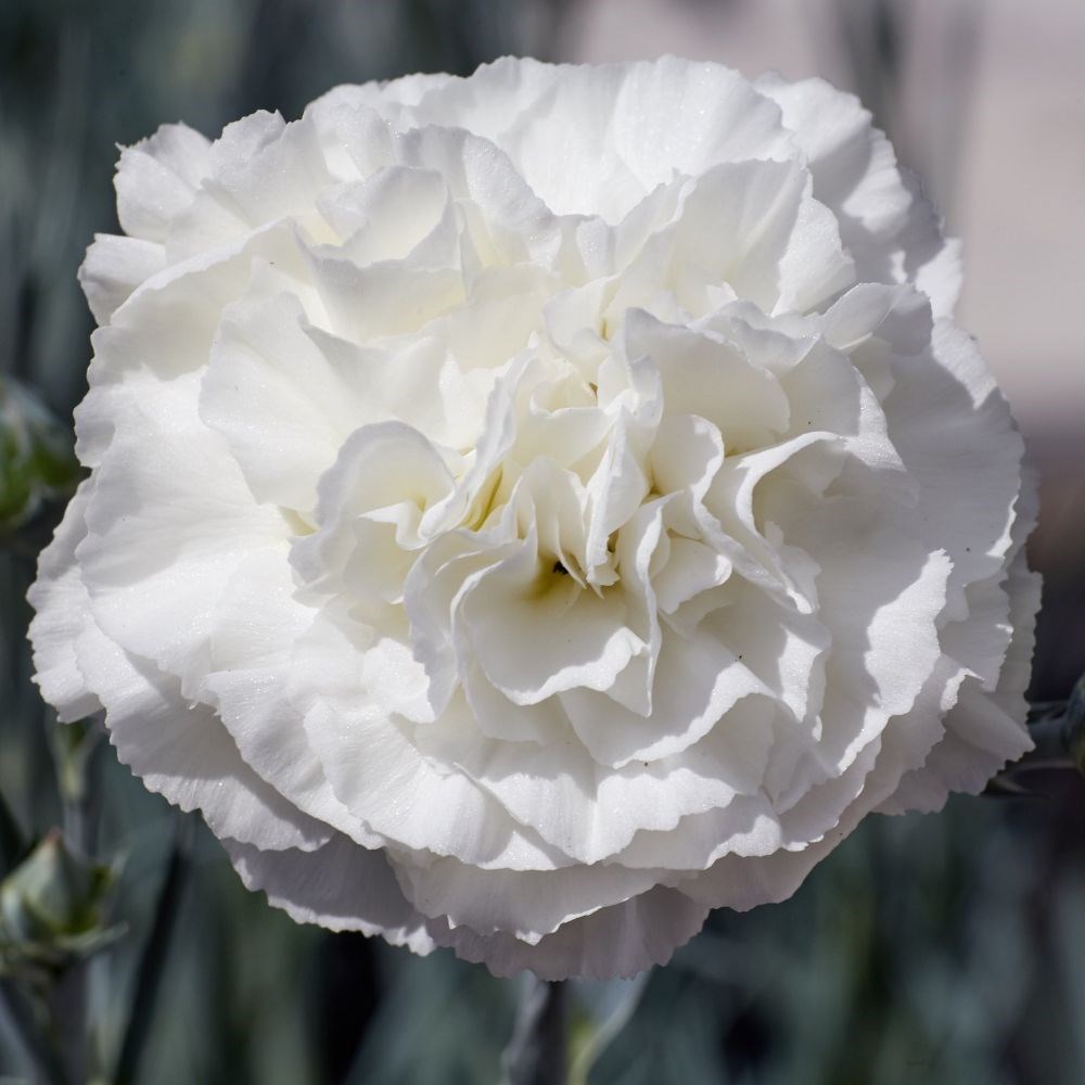 <I>Dianthus</i> <b class=small-caps>Bridal Star</b> ('WP18 CAS06') (PBR)