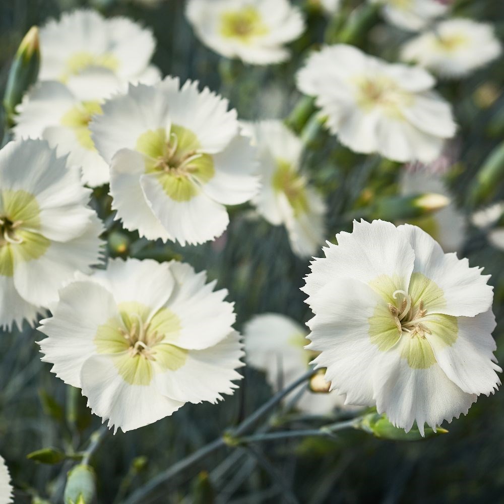 <i>Dianthus</i> <b class=small-caps>Mojito</b> ('WP15 PIE41') (PBR)