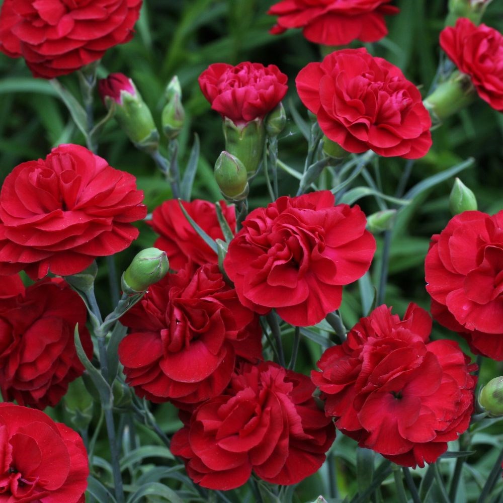 <i>Dianthus</i> <b class=small-caps>Passion</b> ('WP PASSION') (PBR)