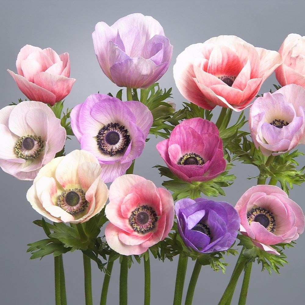 <i>Anemone</i> 'Galilee Pastel Mix'
