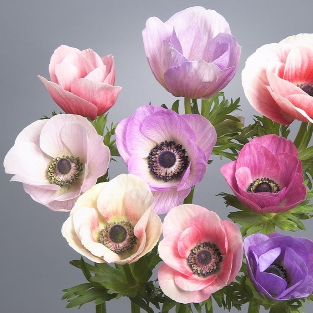 <i>Anemone</i> 'Galilee Pastel Mix'