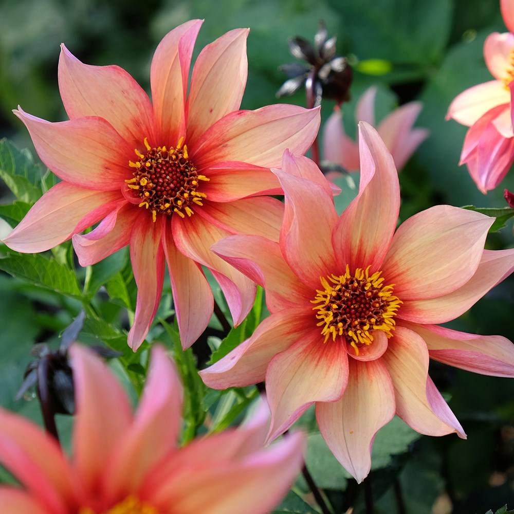 <i>Dahlia</i> 'Waltzing Mathilda'