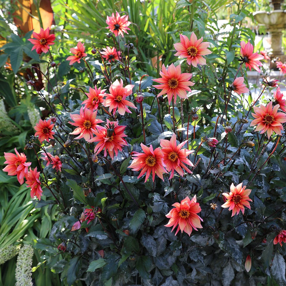 <i>Dahlia</i> 'Waltzing Mathilda'