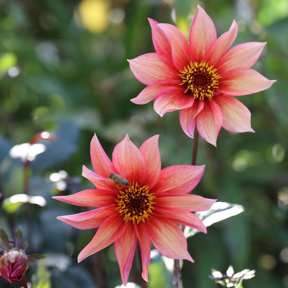 <i>Dahlia</i> 'Waltzing Mathilda'