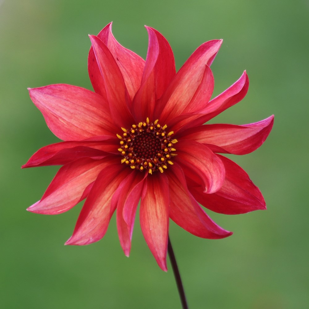 <i>Dahlia</i> 'Waltzing Mathilda'