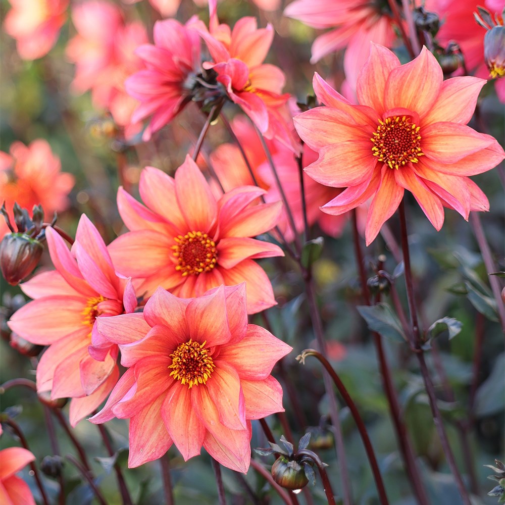 <i>Dahlia</i> 'Waltzing Mathilda'