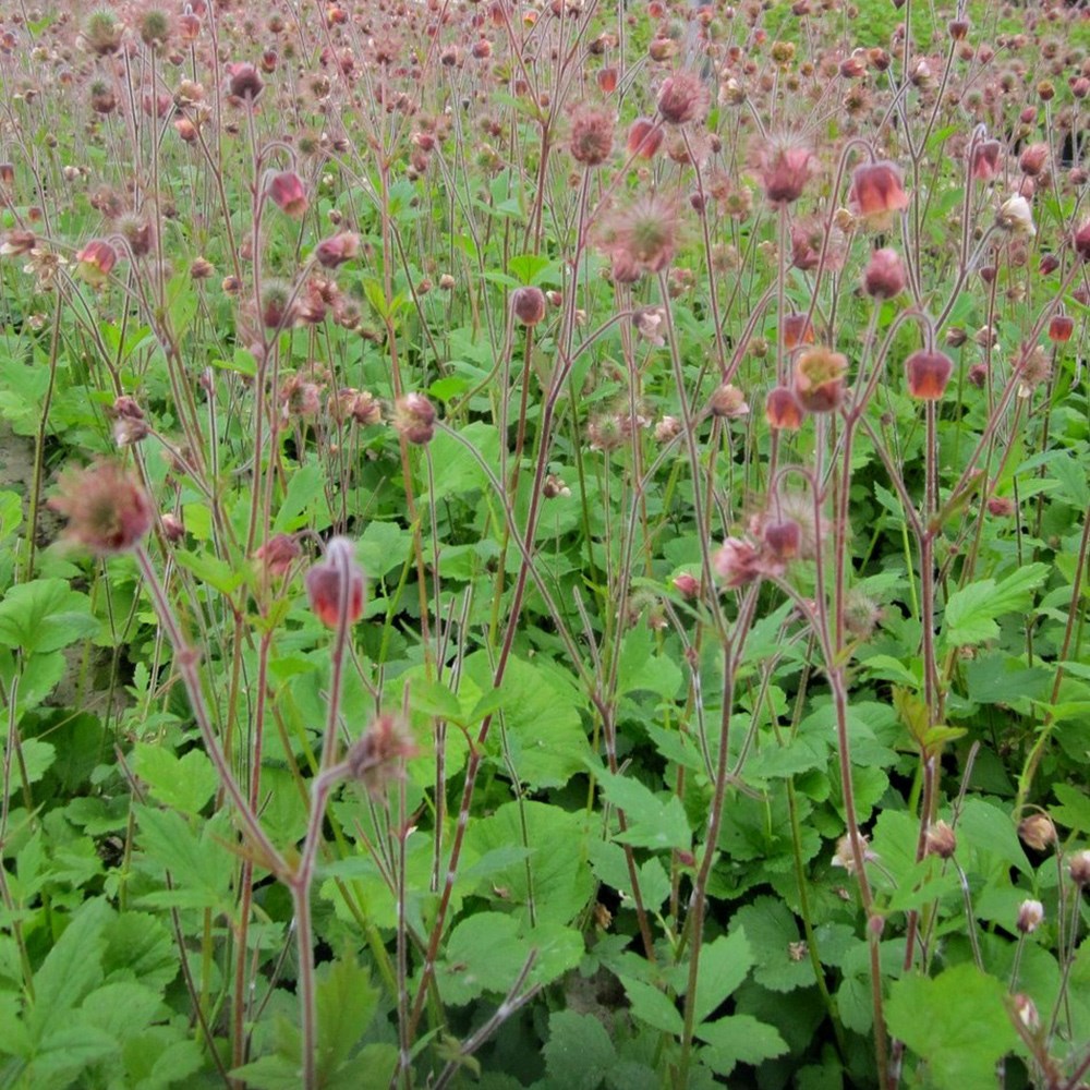 <i>Geum rivale</i> 